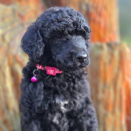 Rockstar - Black female Poodle puppy in Springfield, Oregon from Valaurah Farms