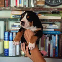 Red Boy (Huck) - Black, white and red male Greater Swiss Mountain Dog puppy in Edinboro, Pennsylvania from Greater Swiss of Whitetail Acres