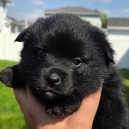 Malibu - Black female Pomsky puppy in Spokane, Washington from CJ White's Poms and Pomskies