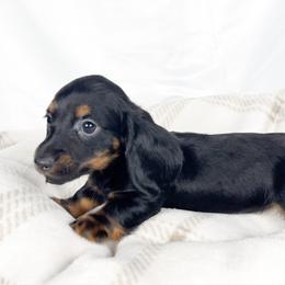 Brown sugar - Black and tan male Dachshund puppy in Sacramento, California from MiniDoxPups