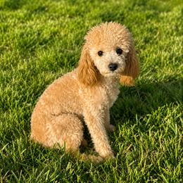 London - Poodle