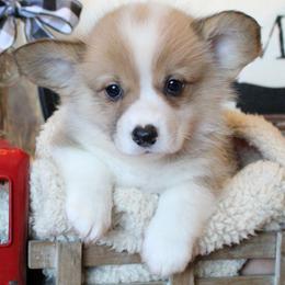 Pembroke Welsh Corgi Puppies from Rhone River Farm Pembroke Welsh Corgis