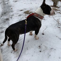 Phoebe - Miniature Bull Terrier