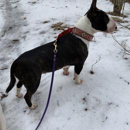 Phoebe - Miniature Bull Terrier