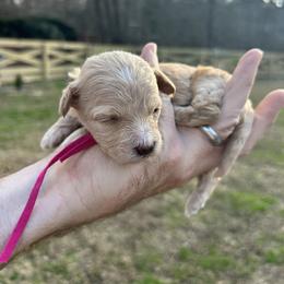 Pink Collar - Red female Havapoo puppy in Powder Springs, Georgia from West Cobb Dogs