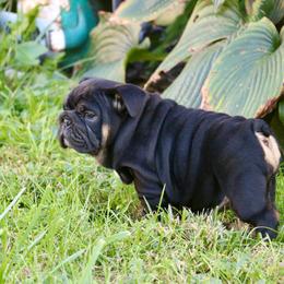 Licorice - Black tri-color female Bulldog puppy in Zionsville, Indiana from Midwest Bulldogs