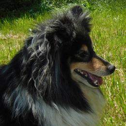 Finka - Shetland Sheepdog