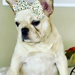 Peppa - French Bulldog