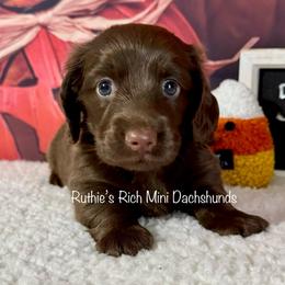 Hunter - Chocolate male Dachshund puppy in Lakeland, Florida from Ruthie’s Rich Mini Dachshunds