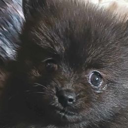 Dachshunds and Pomeranians from Gracie Lail