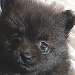 Dachshunds and Pomeranians from Gracie Lail
