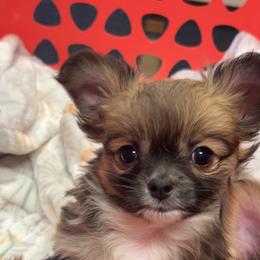 Chihuahua Puppies from Dog Bones N Harmony