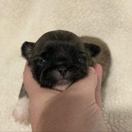 Boy 1 - Fawn male Pekingese puppy in Clinton, Tennessee from Gracelands Pekingese