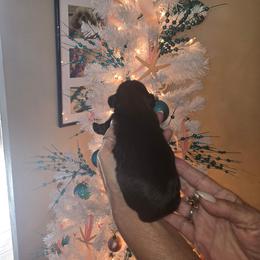 Ebony - Black female Shih Tzu puppy in New Port Richey, Florida from Stanford's Shih Tzus