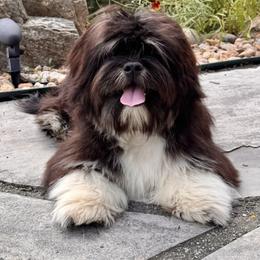 Trump - Lhasa Apso