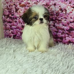 Muffin - Tricolor male Shih Tzu puppy in Hialeah, Florida from Shih Tzu Miami