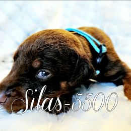Silas - 5500 - Red and rust male Doberman Pinscher puppy in Aurora, Indiana from Double-Take Doberman Kennels