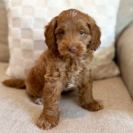 Jerry - Australian Labradoodle puppy in Palmdale, California from Doodles_Ko