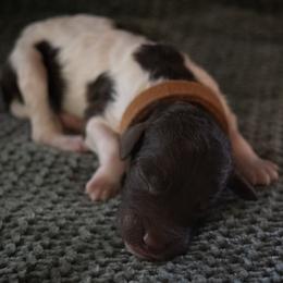 Mollusk - Parti male Poodle puppy in Veneta, Oregon from Jackalope Poodles