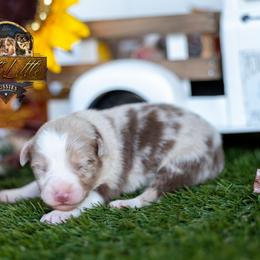 Rambler - Red merle male Toy Australian Shepherd puppy in Granbury, Texas from Best Little Aussies