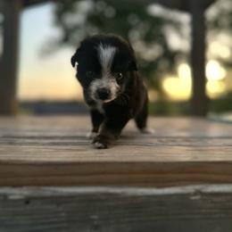 Danielle - Black tri female Miniature Australian Shepherd puppy in Doddridge, Arkansas from Huddleston Farm
