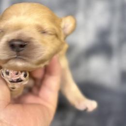 Cavalier King Charles Spaniels, Cavapoos, Cavatzus, Miniature Pinschers, Miniature Schnauzers, Shihpoos, Shih Tzus, and Shorkies from Boggy Depot Cavaliers & Friends