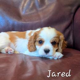 Jared - Blenheim male Cavalier King Charles Spaniel puppy in Paulden, Arizona from Nine Mile Cavaliers