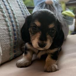 Katherine - Black and cream female Dachshund puppy in Forsyth, Georgia from Momma B’s Doxies