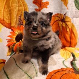 OZZIE 3 - Blue merle male Pomeranian puppy in Lore City, Ohio from Tonia's Pomeranians