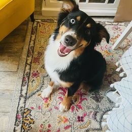 Australian Shepherd All Grown Up from Safe Haven Aussies