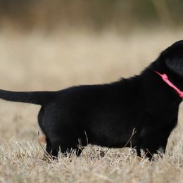 Chesapeake Bay Retrievers and Labrador Retrievers from Terranova Retrievers