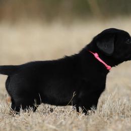 Chesapeake Bay Retrievers and Labrador Retrievers from Terranova Retrievers