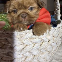 Stevie - Red male Shih Tzu puppy in Coolidge, Arizona from Shih Tzu’s  ‘N’ Love