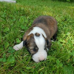 Brindle - Brindle male Border Collie puppy in Chester, Vermont from Countryside Border Collies