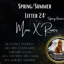 Poodle Puppies from Heavenly Poodles