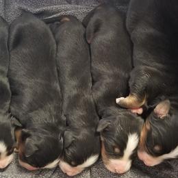Bernese Mountain Dog Puppies from Barefoot Springs Bernese Mountain Dogs