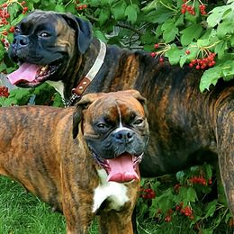 Boxers from Dunaway Boxers