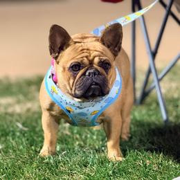 French Bulldog puppies from Elegancia Vintage Xoloitzcuintle
