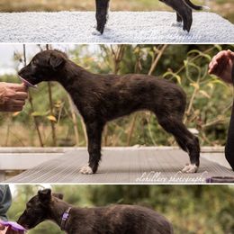 Silken Windhound Puppies from Amethyst Silken Windhounds
