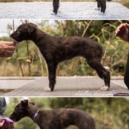 Silken Windhound Puppies from Amethyst Silken Windhounds