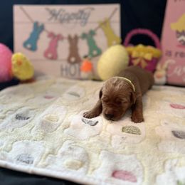 Golden Retriever Puppies from Sunshine Mountain Retrievers