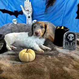 Dachshund Puppies from M.H.P Dachshunds