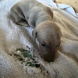 Nick Wilde - Gray (blue) and tan male Dachshund puppy in Pearce, Arizona from Katy West Weenies