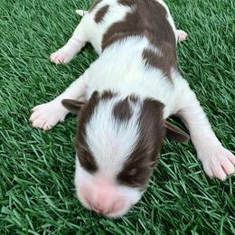 Sam - Red tri-color male Aussiedoodle puppy in Bakersfield, California from Annie's Aussies