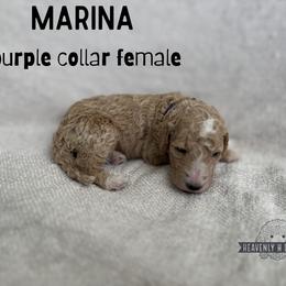 Marina - Cream female Goldendoodle puppy in Inez, Texas from Heavenly H Doodles