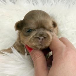 Oakley - Lilac male Shih Tzu puppy in Connersville, Indiana from Anna’s Farmhouse Shihtzus