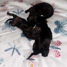 Dachshunds from Wiener world