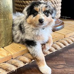 Miniature Australian Shepherd Puppies from Chiron Mini Aussies
