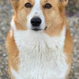 Golden Retrievers and Pembroke Welsh Corgis from Victorious Kennels