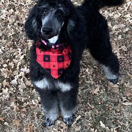 Assorted Doodle Crosses and Poodle All Grown Up from Gemstone Poodles and Doodles